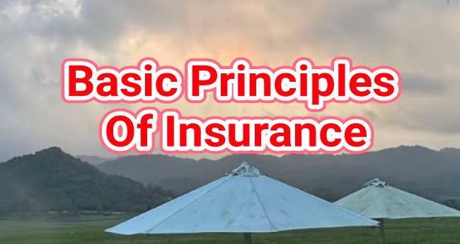 The Importance Of Understanding The Basic Principles Of Insurance.